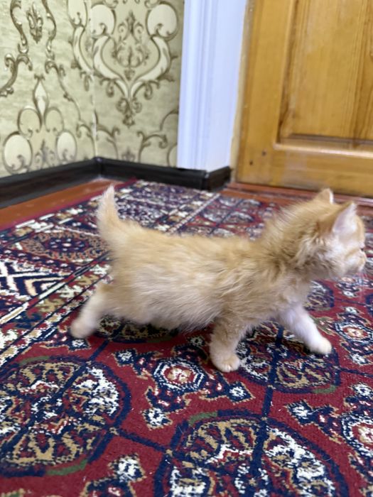 Котенок мальчик рыжий рожден от сиамской кошки