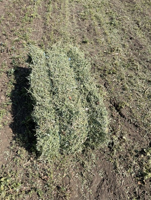 Vând baloti de lucerna și fan