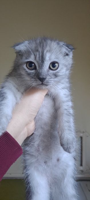 Skottish fold 2 oylik