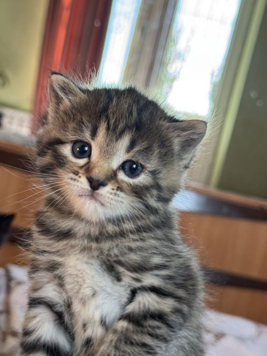 Плюшевые котята ищут дом