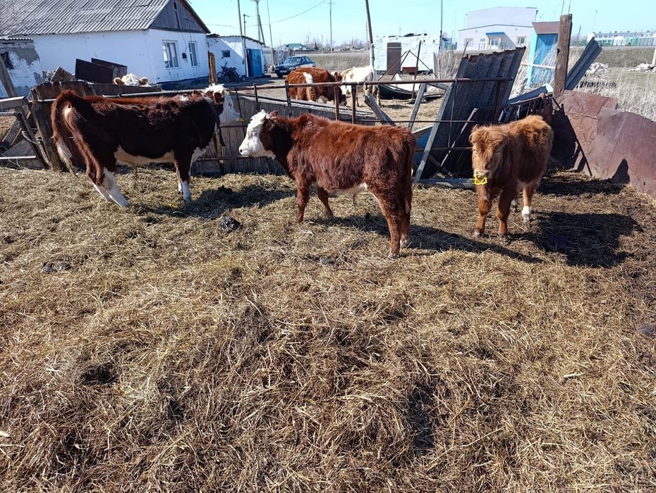 Продам Бычки Сатылады