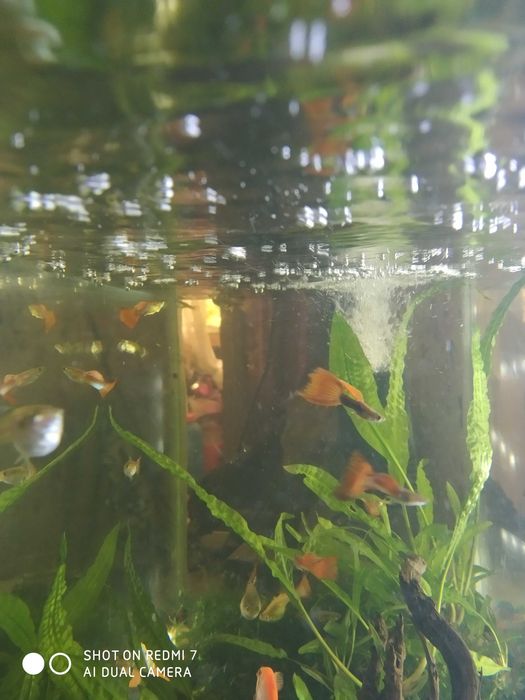 Рыбки, гуппи( тигровые,вуалевые)