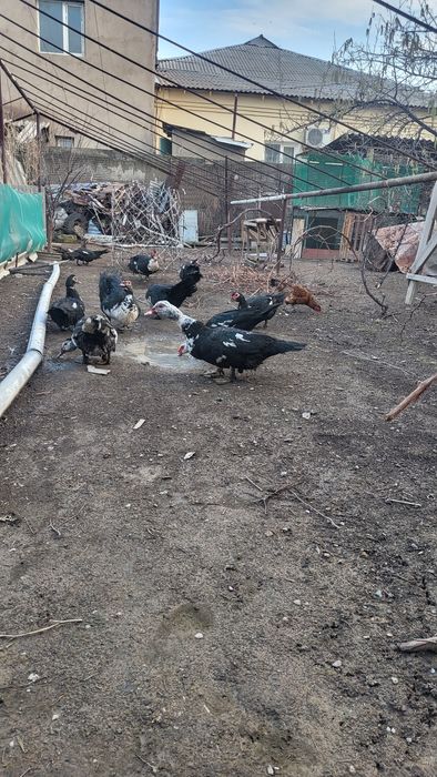 Индоутки домашние.