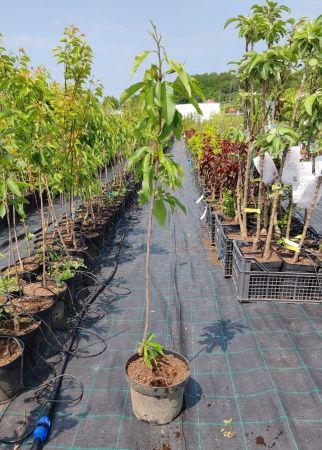 Pomi Fructiferi la Ghiveci (Cireș)