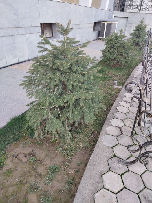 Продаются серебристоголубые ели прямо на ТКАД от