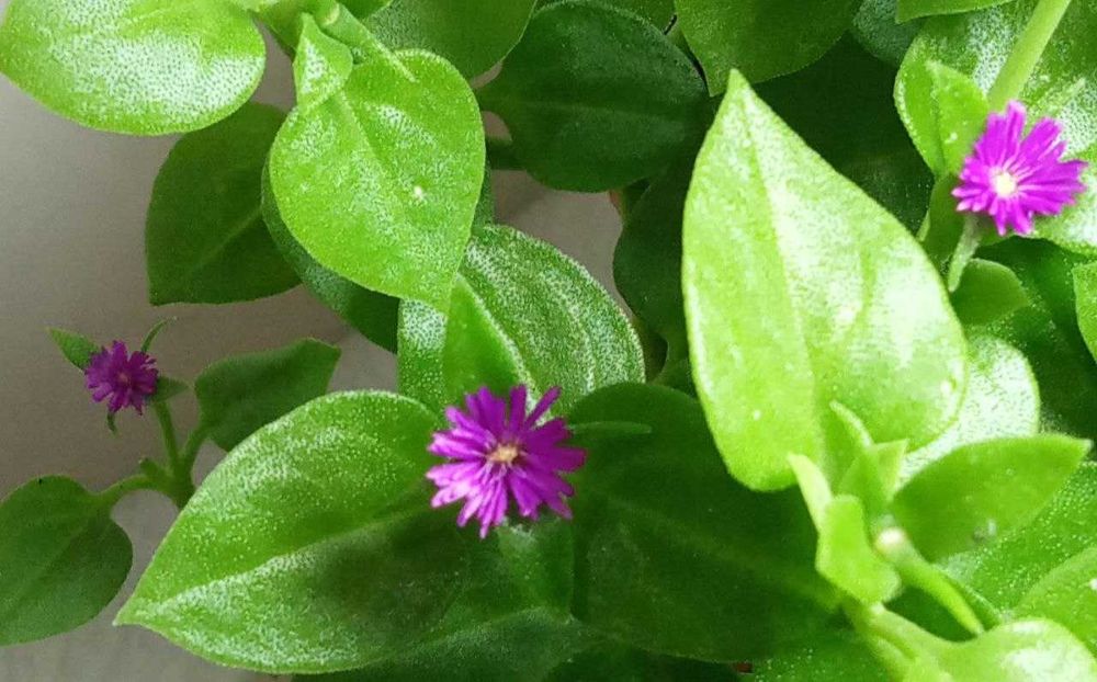 Продам. Мезембрианте́мум сердцели́стный - суккулентное растение.