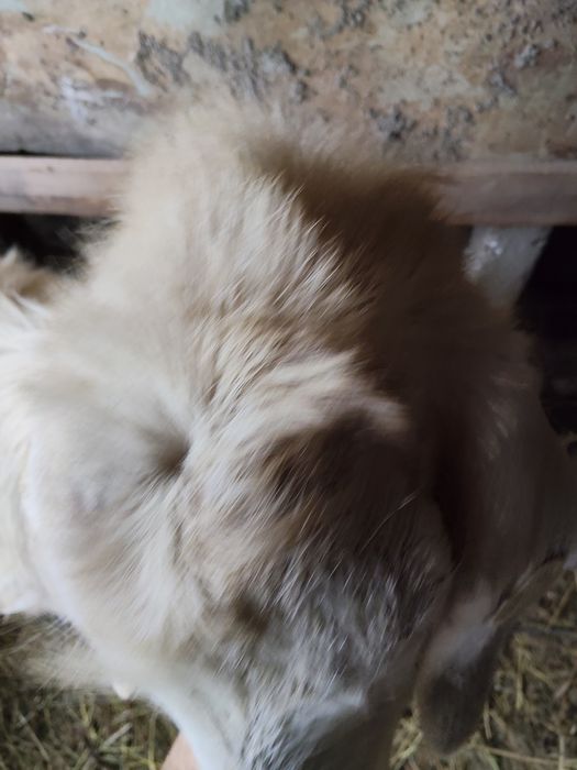 Vând țap de 2 ani sterilizat