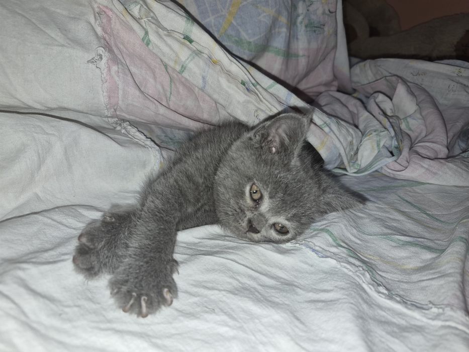 Продажа котят...