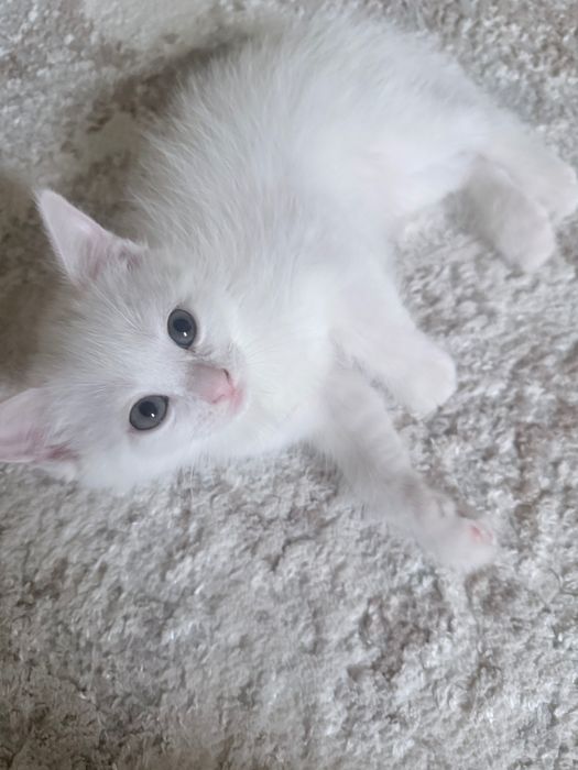 Чудесные умные котята ищут дом
