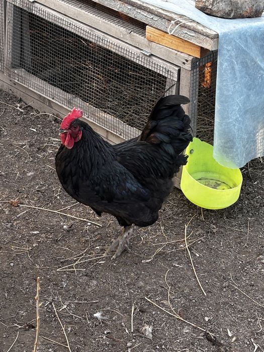 Продам породия гигант