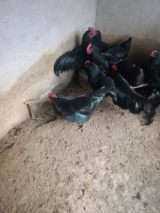 Avstralop Tovuq Xorozlar sotiladi