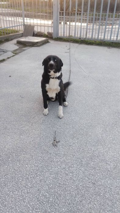 Подарявам куче на година и половина, мъжко.