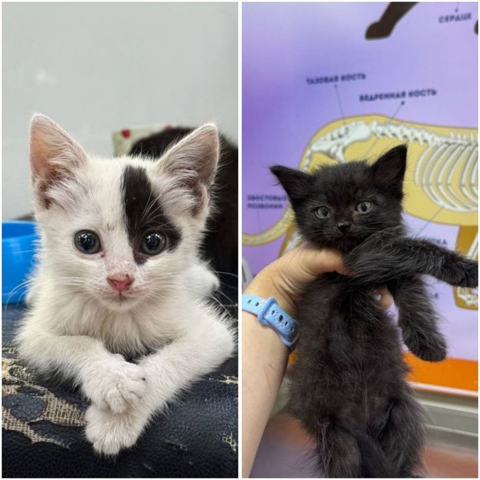 Котятам нужна семья и дом!