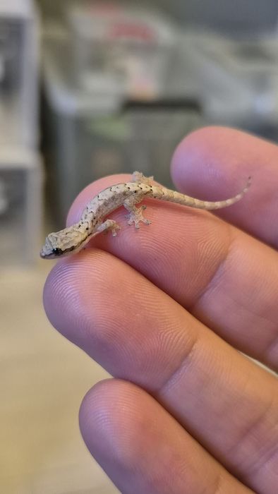 Mourning Gecko ( Lugubris )