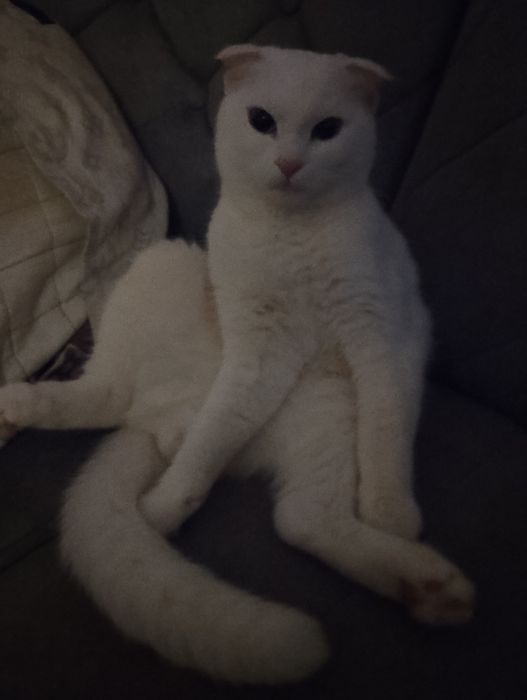 Котята породистые