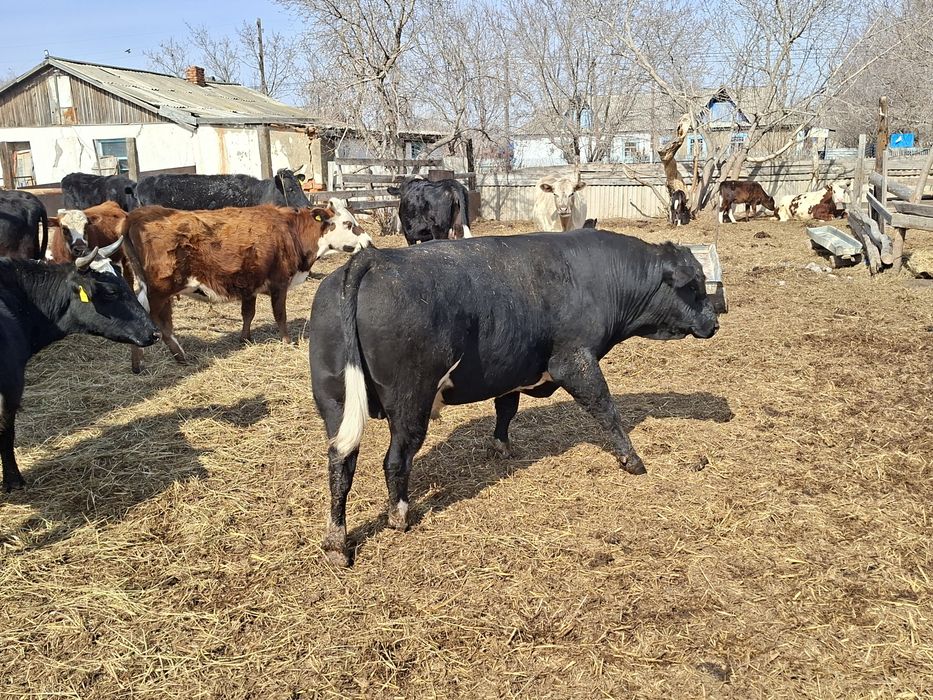 Продам  быка племенного