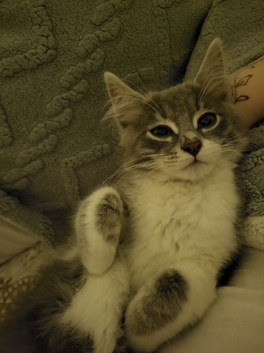 Котёнок в добрые руки