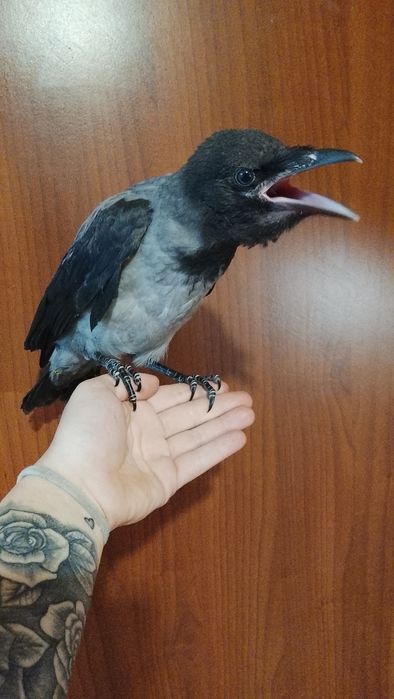 Продам вороненка