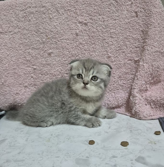 Породистые котята
