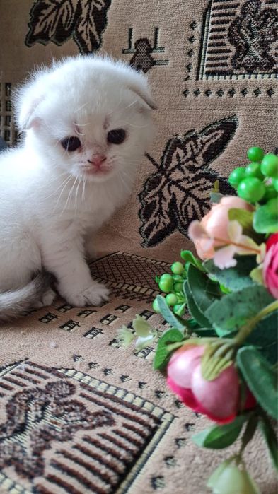 Котятки сладкие