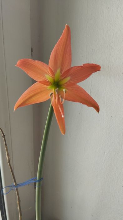 Аммарилис цветок