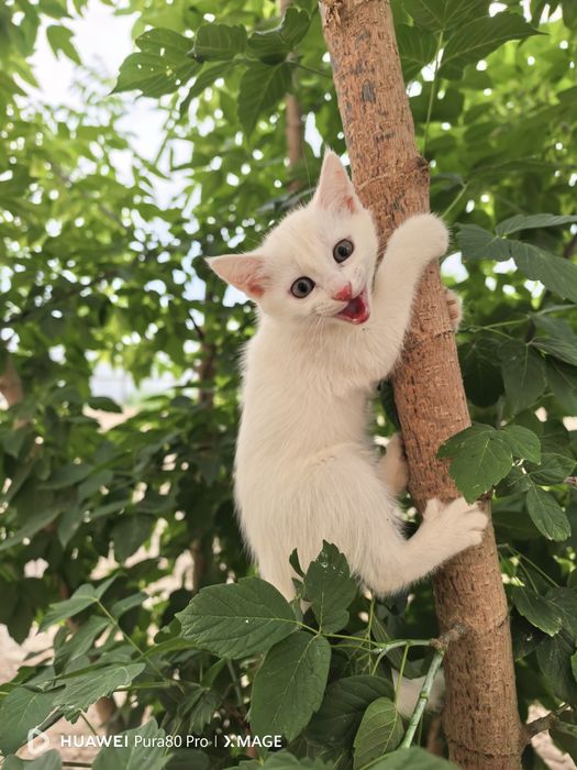 Марғаулар\котята 2 айлық
