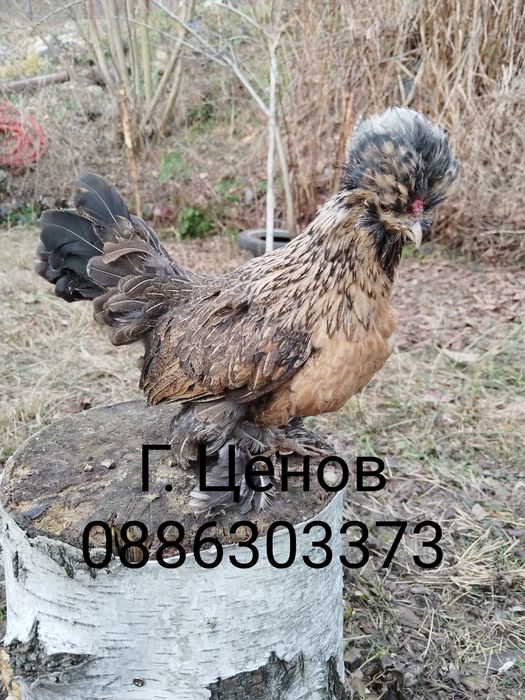 Продавам  джинки струмски бантам