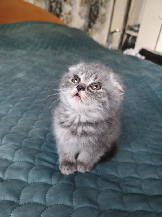 Британски котенца
