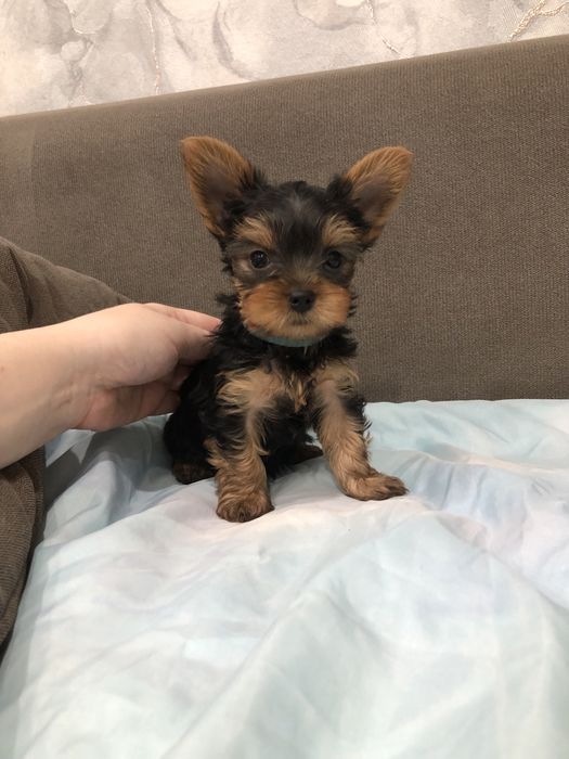 Щенки Йорка мальчики 2 месяца