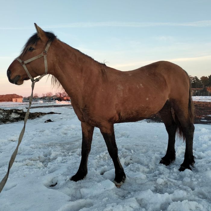Продам айгыр мугалжар