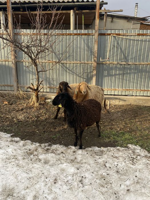 Продаеться отборный овцы, Ұрғашы тоқтылар