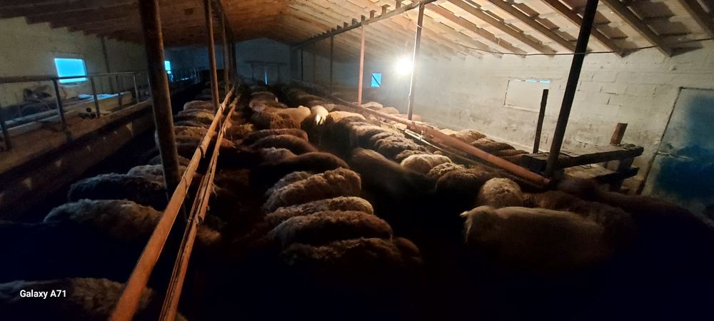 Илинка ауылында семіз қойлар сатылады