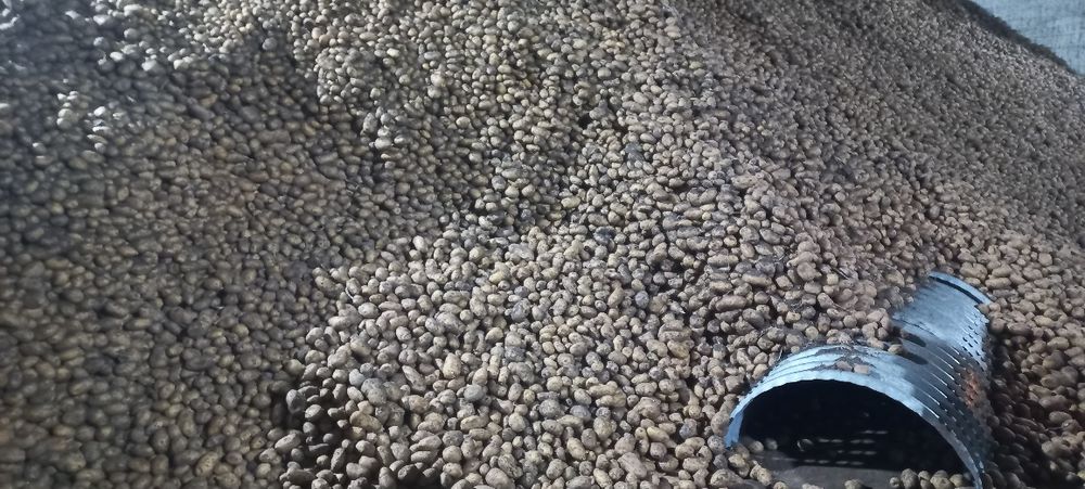Продам Картофель