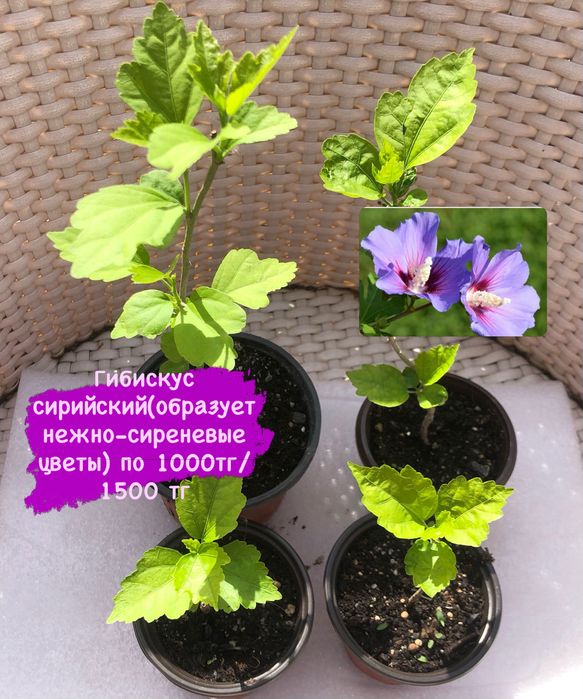Гибискус сирийский