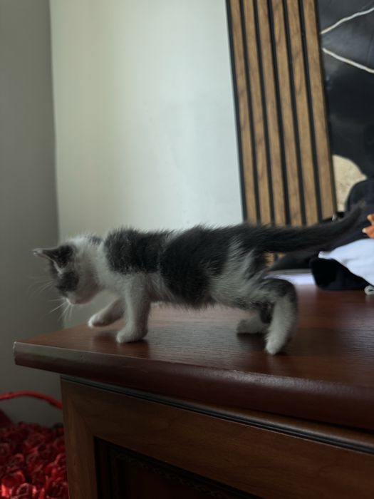 Отдаем котенка бесплатно