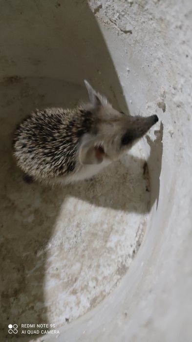 Срочно продам ушастого ручного ёжика