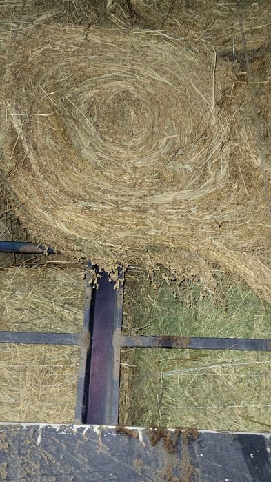 Сено урлон жоношка люцерна жоношка сатамын