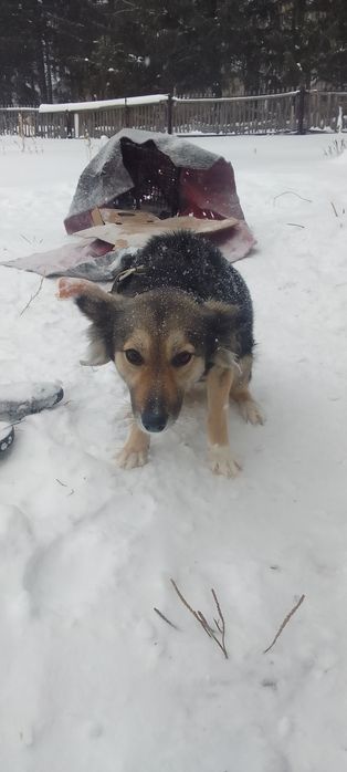 Отдам собачку девочку