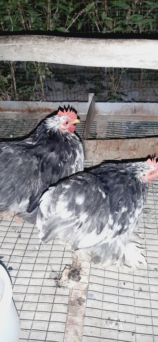 100mingdan  kelisamiz