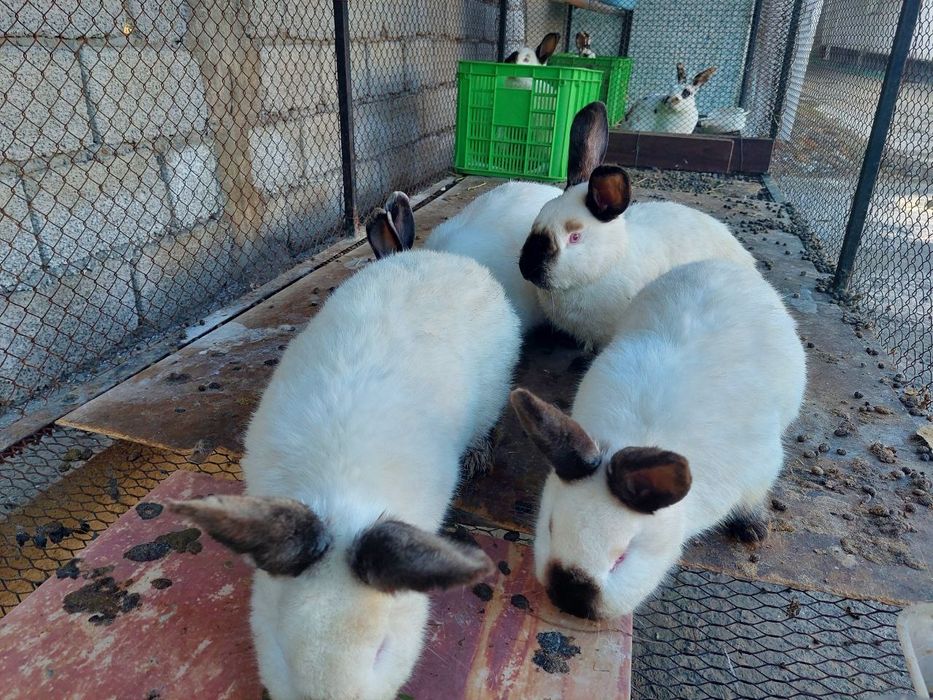 Kaliforni quyonlar sotiladi.