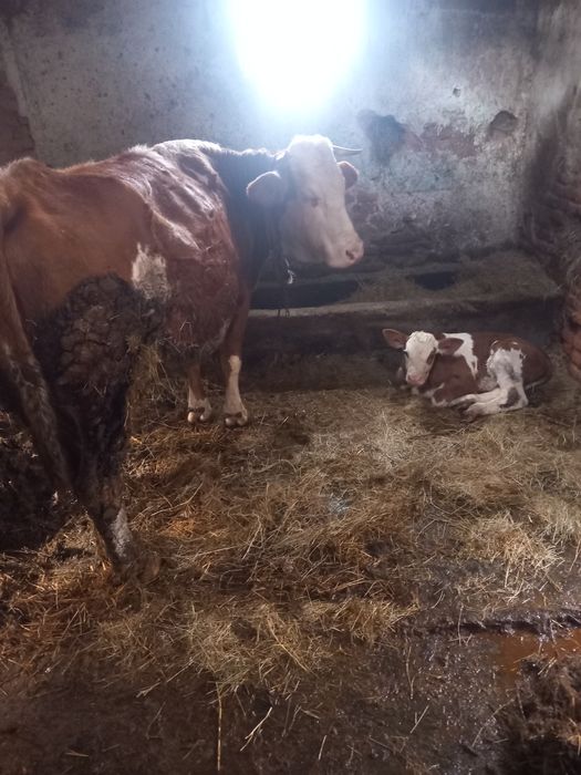 Vând vaca cu vițel