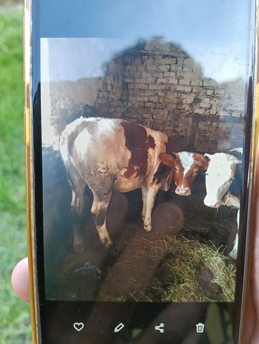 Juninci  de vânzare