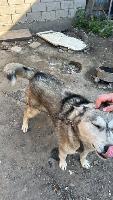 Сибирский хаски