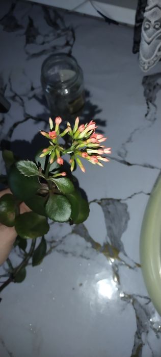 Отростки каланхоя