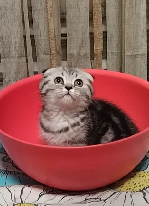 Скоттиш фолд. Две вислоухие девочки.