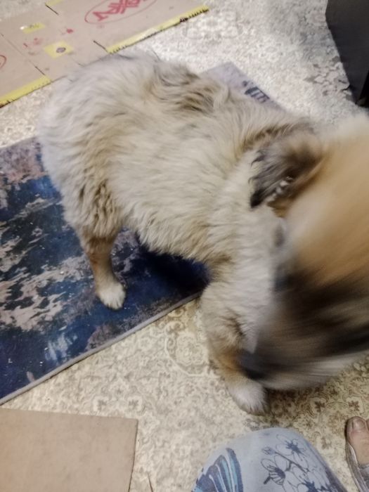 Отдам щенка,кобель,4 месяца