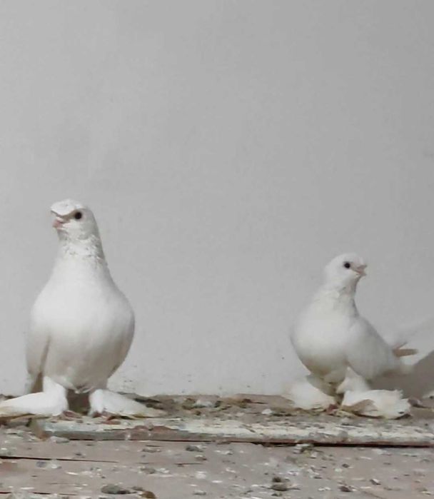 Голуби белые бойные