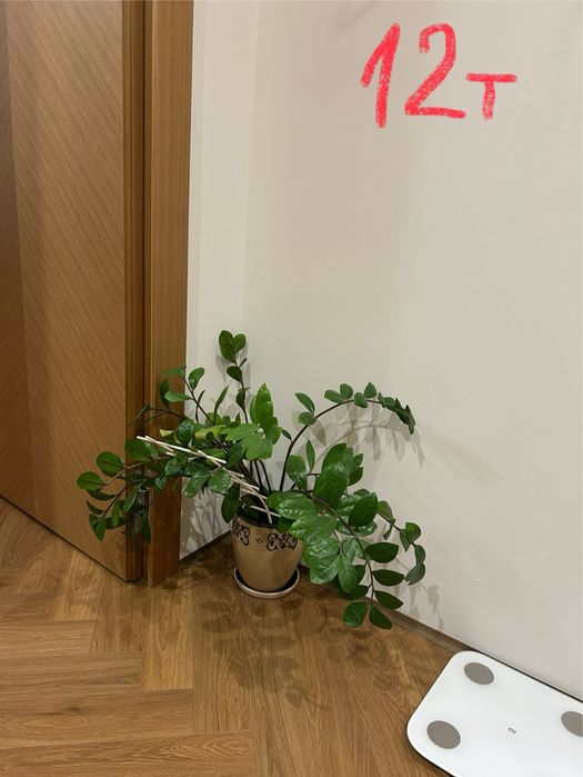 Комнатные растения