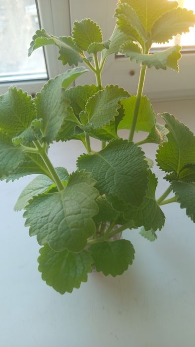 Продам комнатные растения