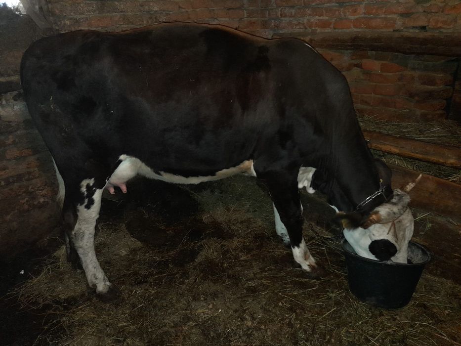 Vând vaca la prima fătare